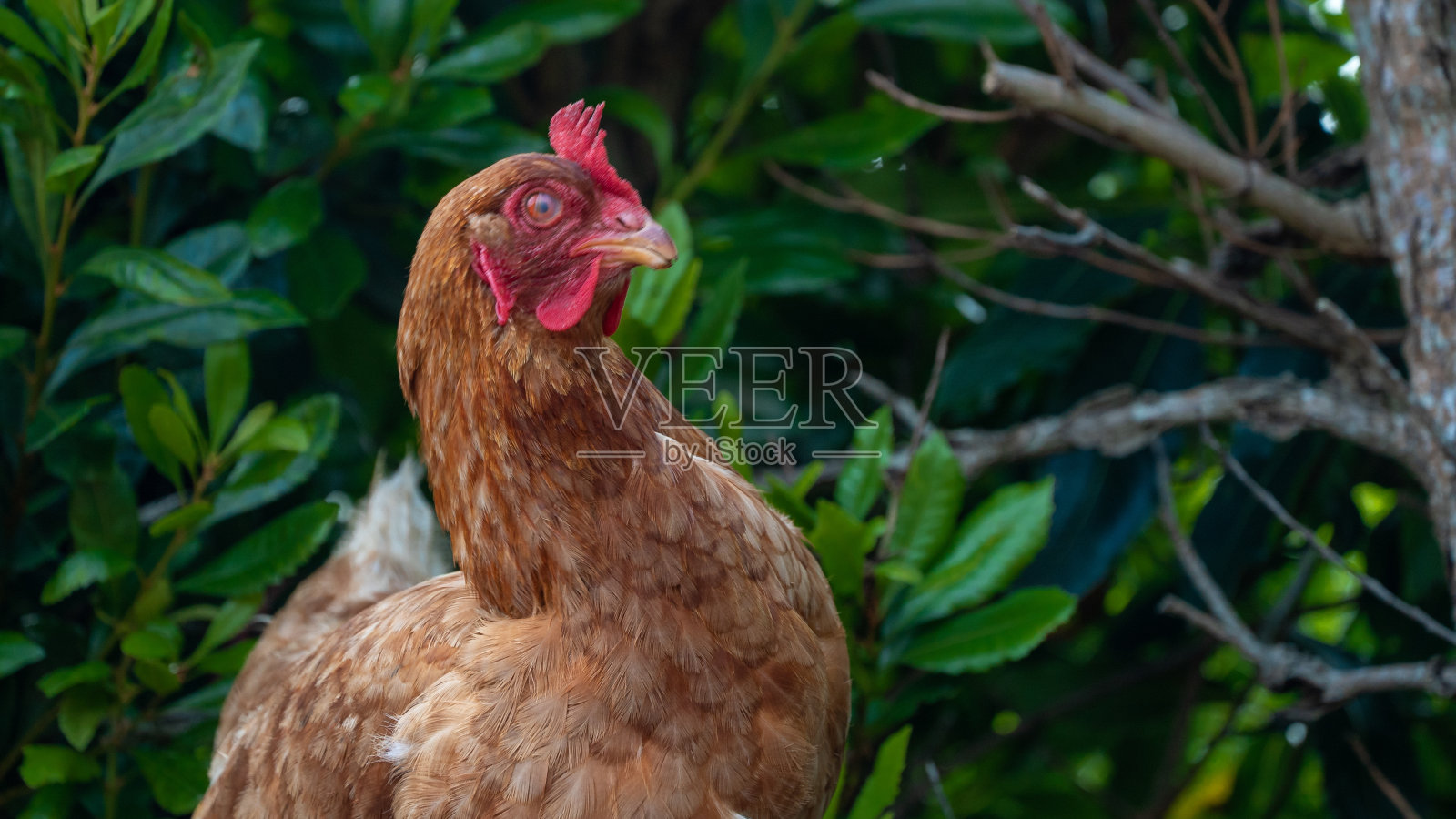 鸡农村动物照片摄影图片