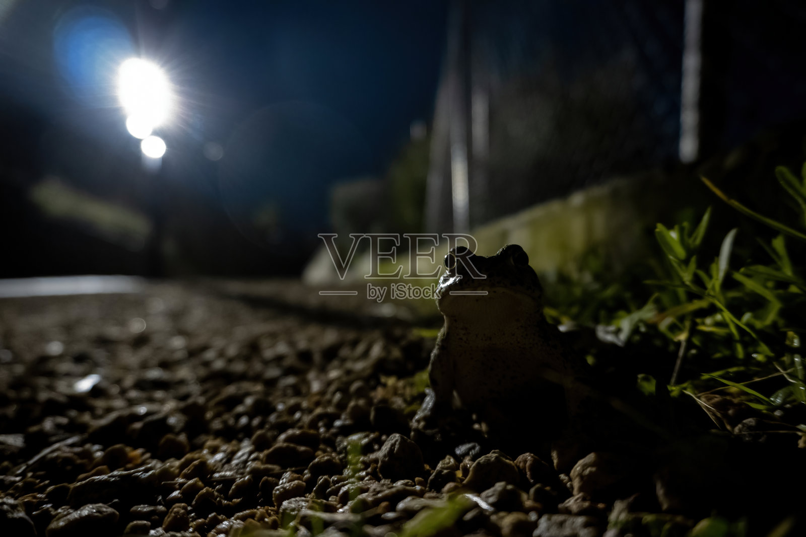 《黑暗中的青蛙》特写照片摄影图片