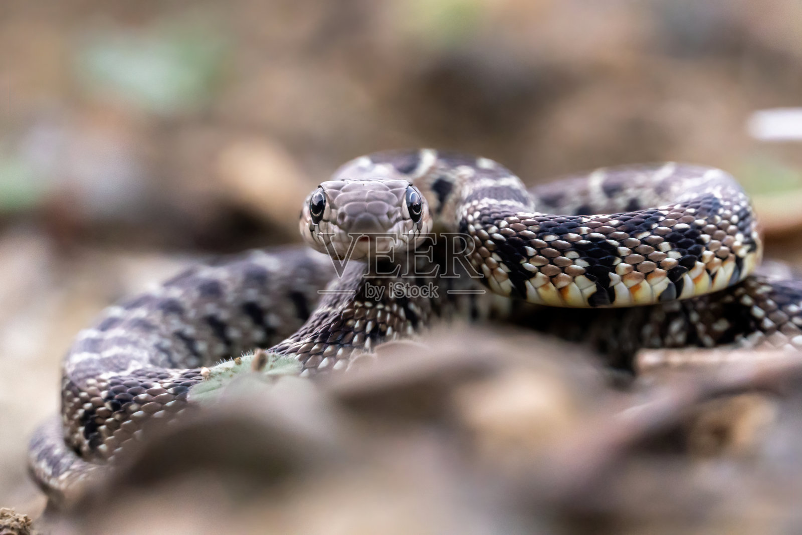 乡村野蛇特写照片摄影图片