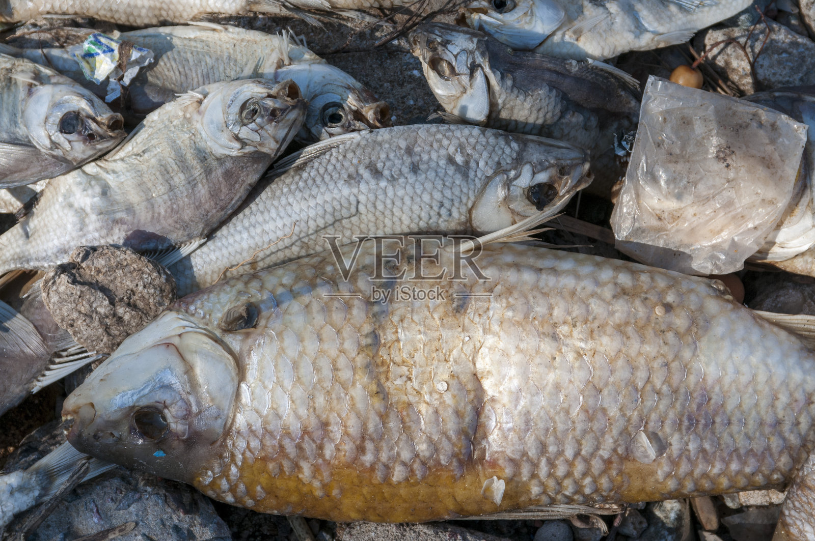 热电厂附近的河流因污染而死鱼的特写照片摄影图片