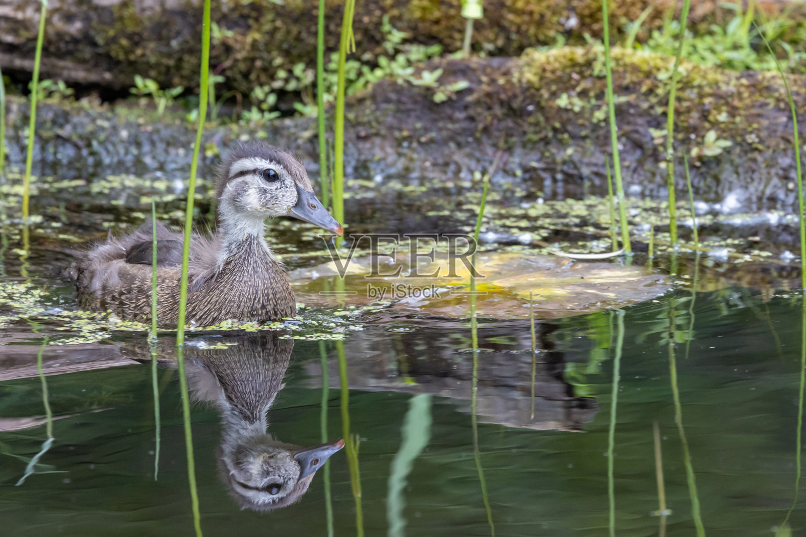 可爱的鸭子在浅浅的池塘里游泳，池塘里有高大的绿色植物照片摄影图片