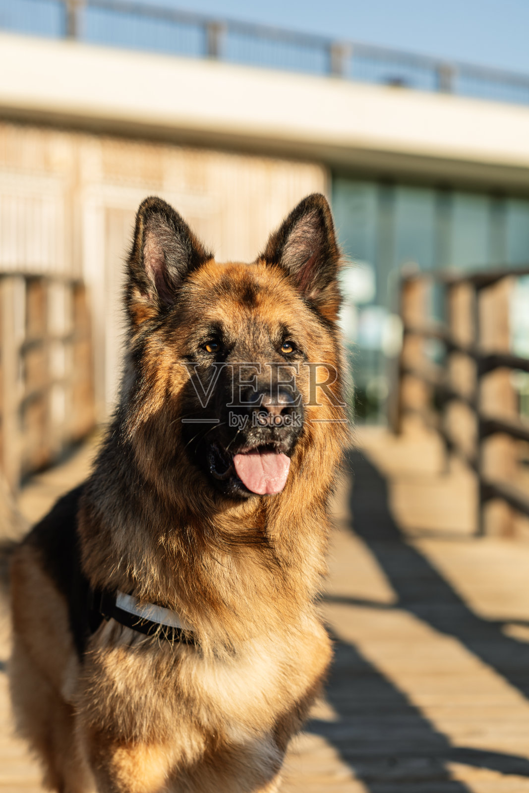 可爱有力的德国牧羊犬张着嘴坐在木桥上照片摄影图片