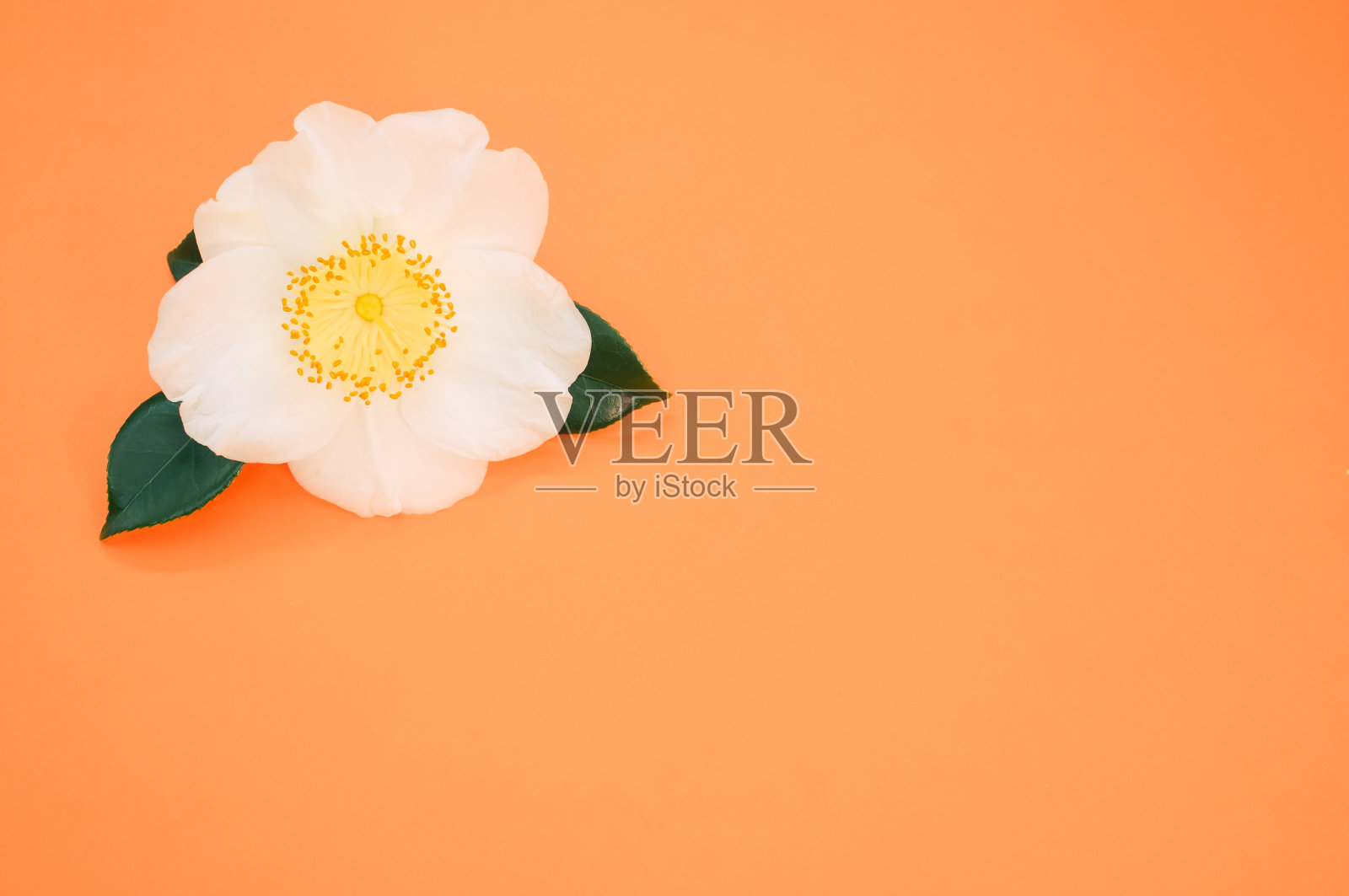 橙色背景上的人造白花特写镜头照片摄影图片