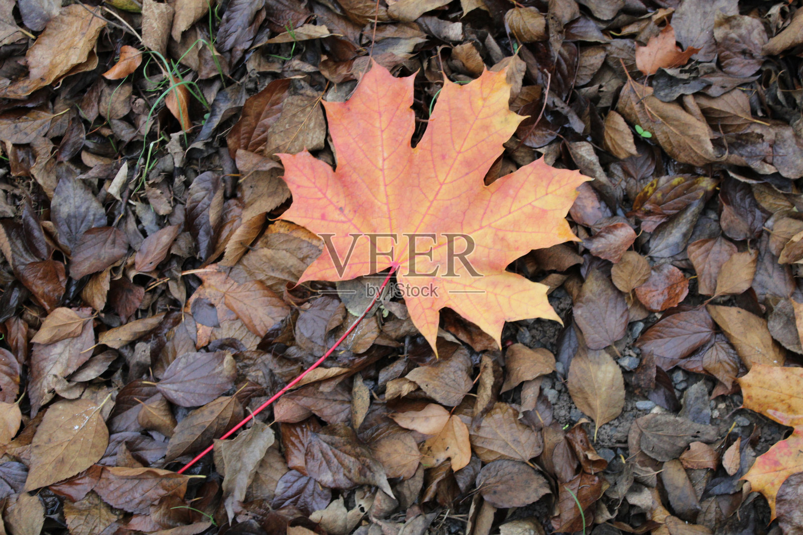 一张枫叶落在地上湿树叶上的特写镜头照片摄影图片