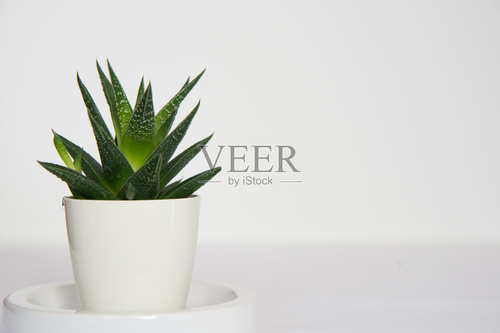 白色背景的美丽仙人掌的侧面视图。照片摄影图片