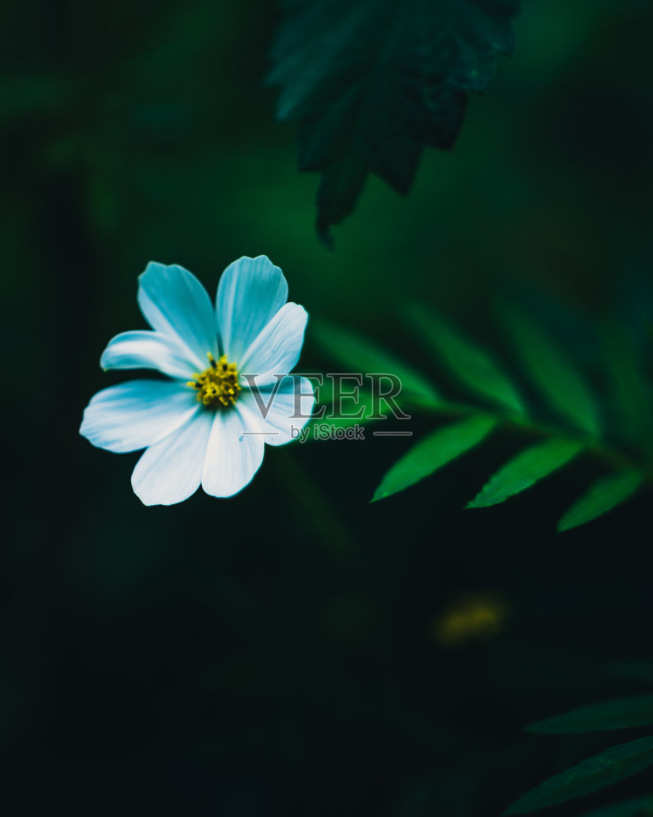 宇宙花的特写镜头照片摄影图片