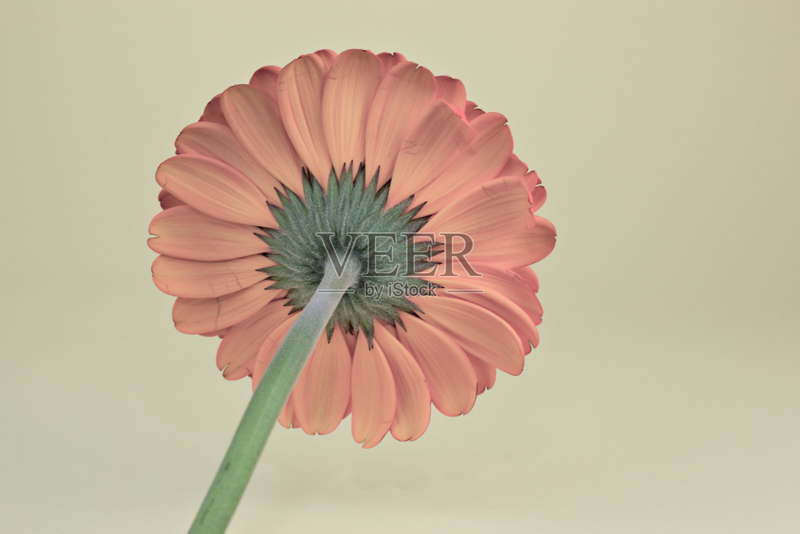 单瓣橙色耐寒菊花，离体在浅黄色背景上照片摄影图片