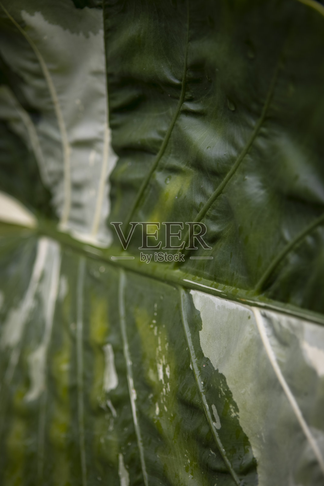 垂直镜头的杂色龙葵植物叶子照片摄影图片