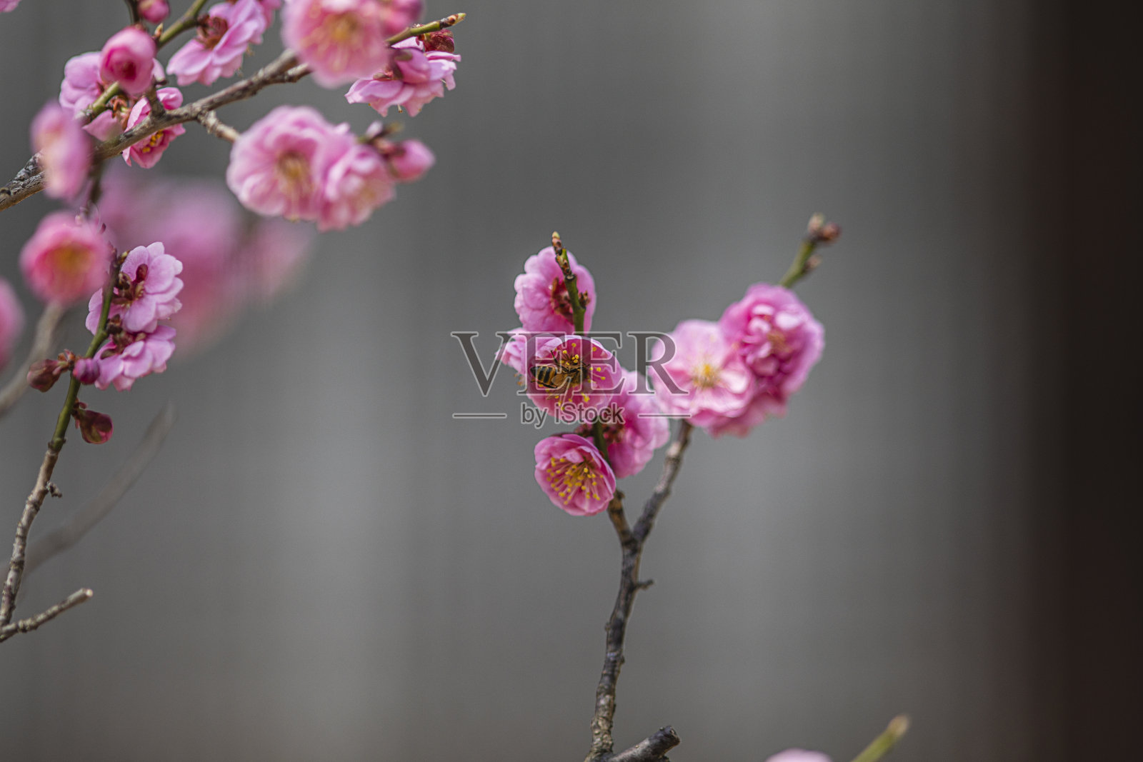 蜜蜂在梅花上的选择性聚焦镜头照片摄影图片