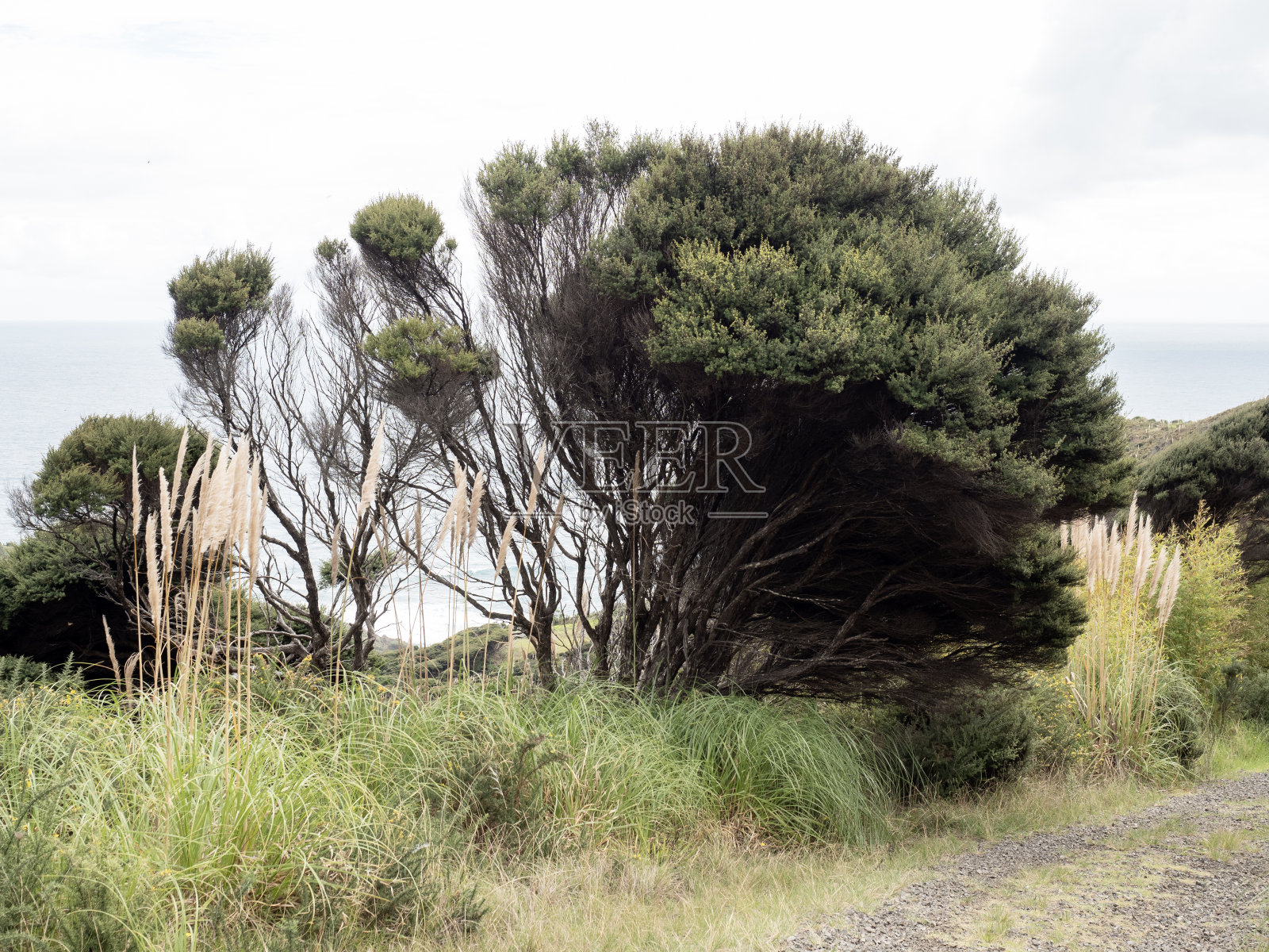 麦卢卡树在塔斯曼海岸照片摄影图片