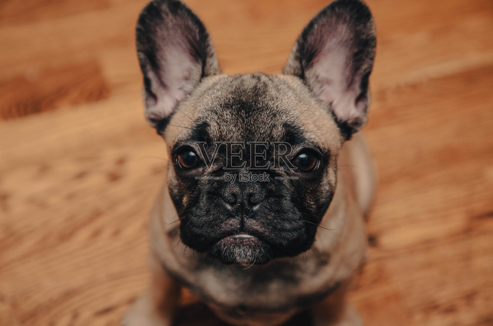 法国斗牛犬小狗悲伤地看着镜头。照片摄影图片