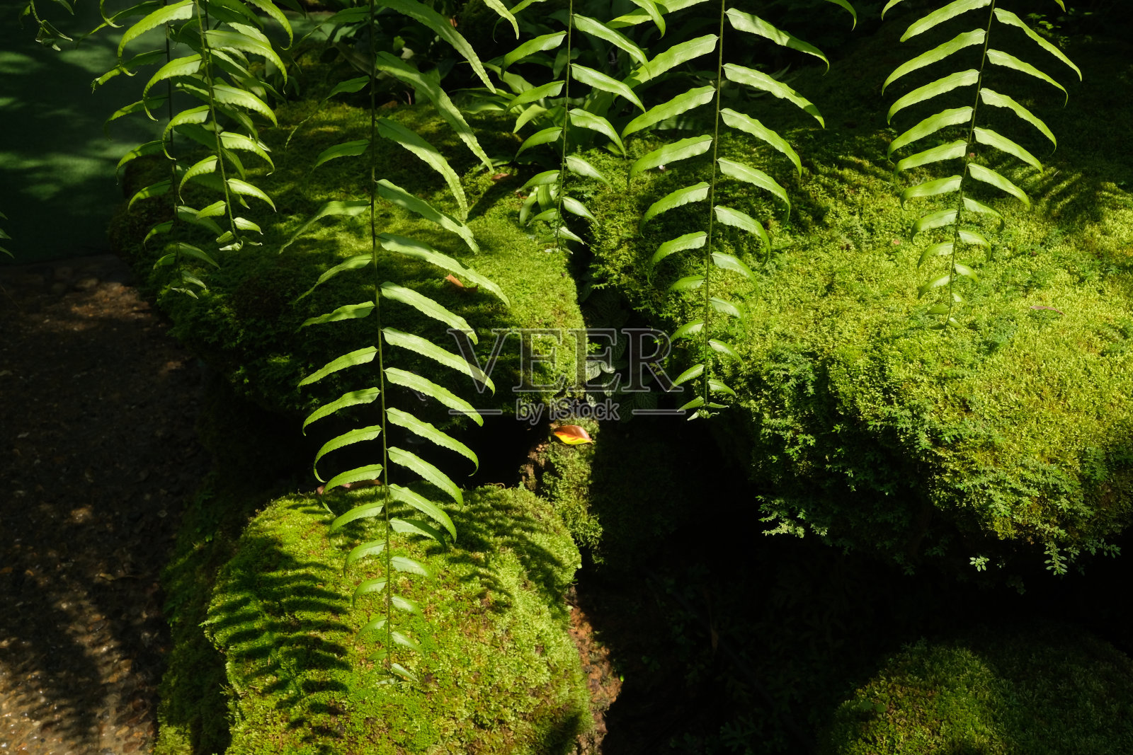 有蕨类植物和绿色植物的泰国花园照片摄影图片