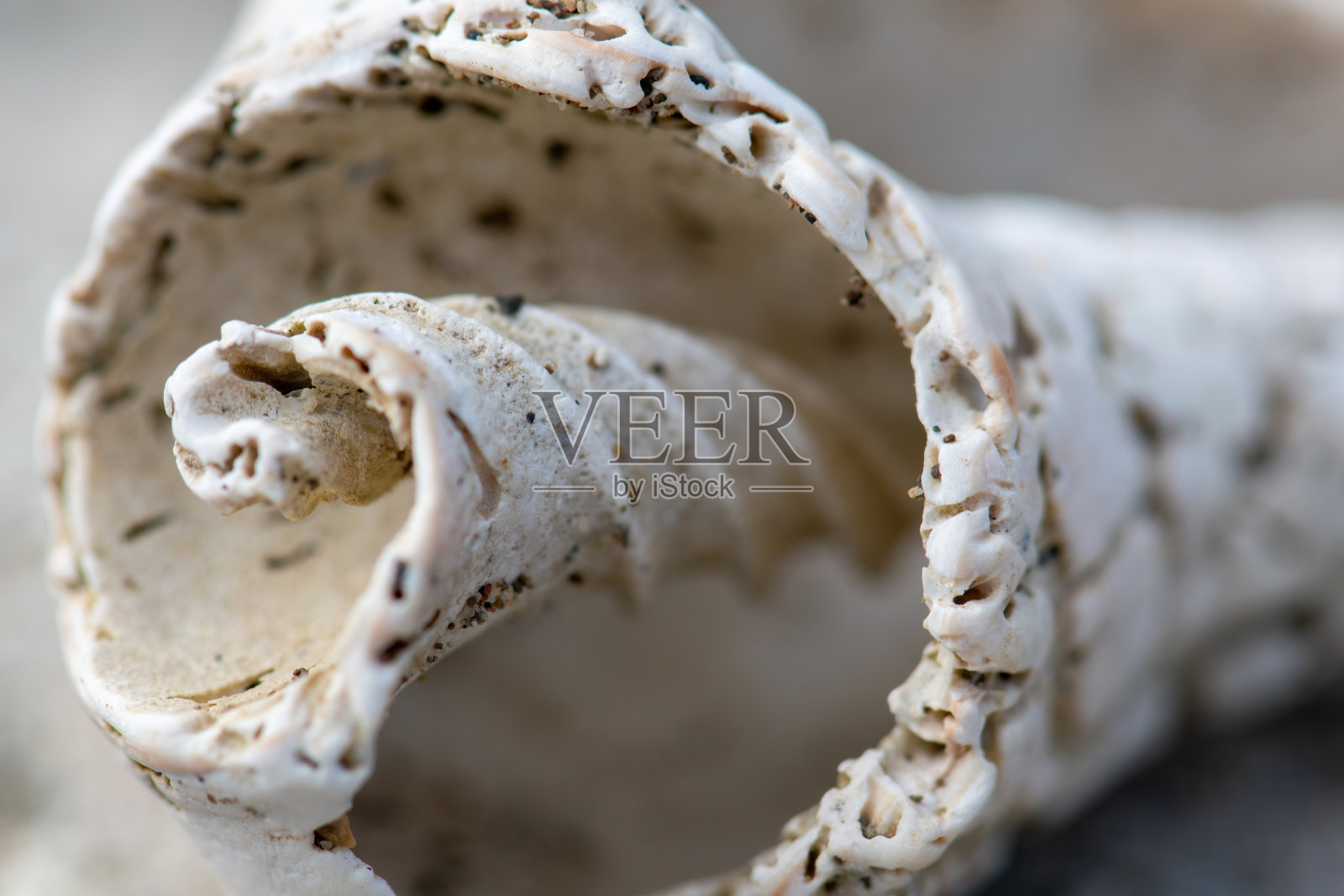 微距拍摄一个白色扭曲的贝壳在一个模糊的背景照片摄影图片