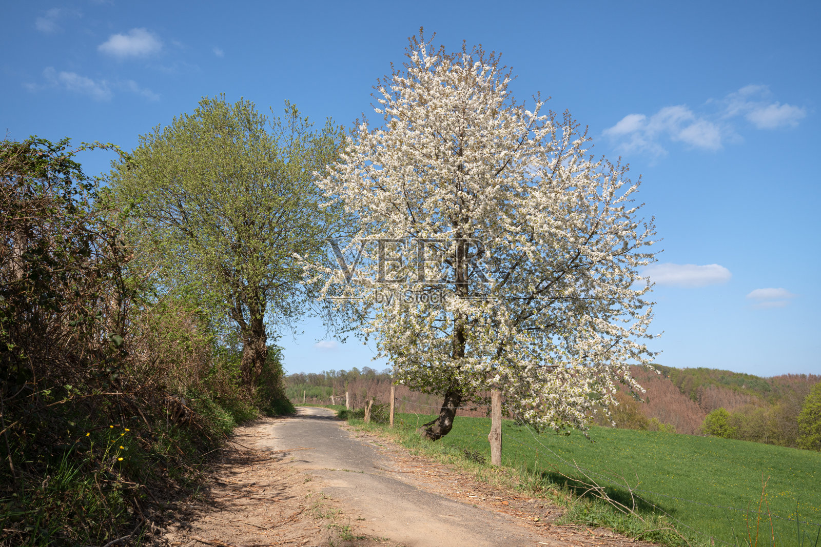 德国Bergisches Land，路边美丽的开花树照片摄影图片