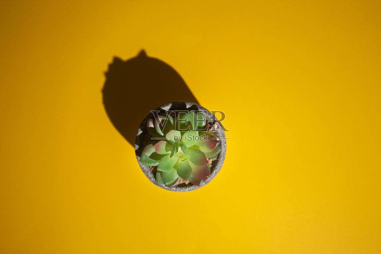 黄色工作台上的植物俯视图照片摄影图片