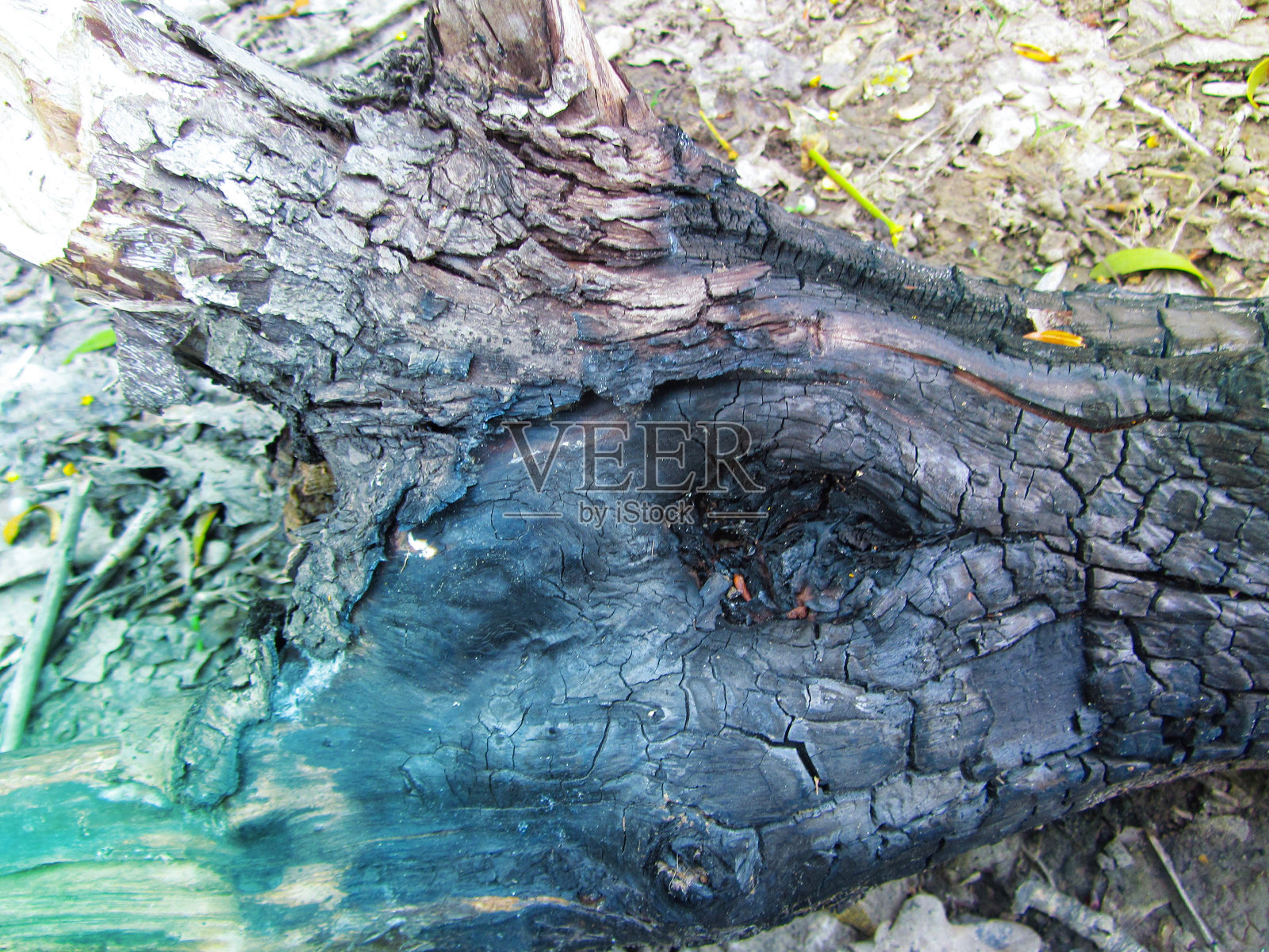 森林火灾后。被烧毁的北方森林。野火发生在以松树为主的混交林中。烧焦的树干照片摄影图片