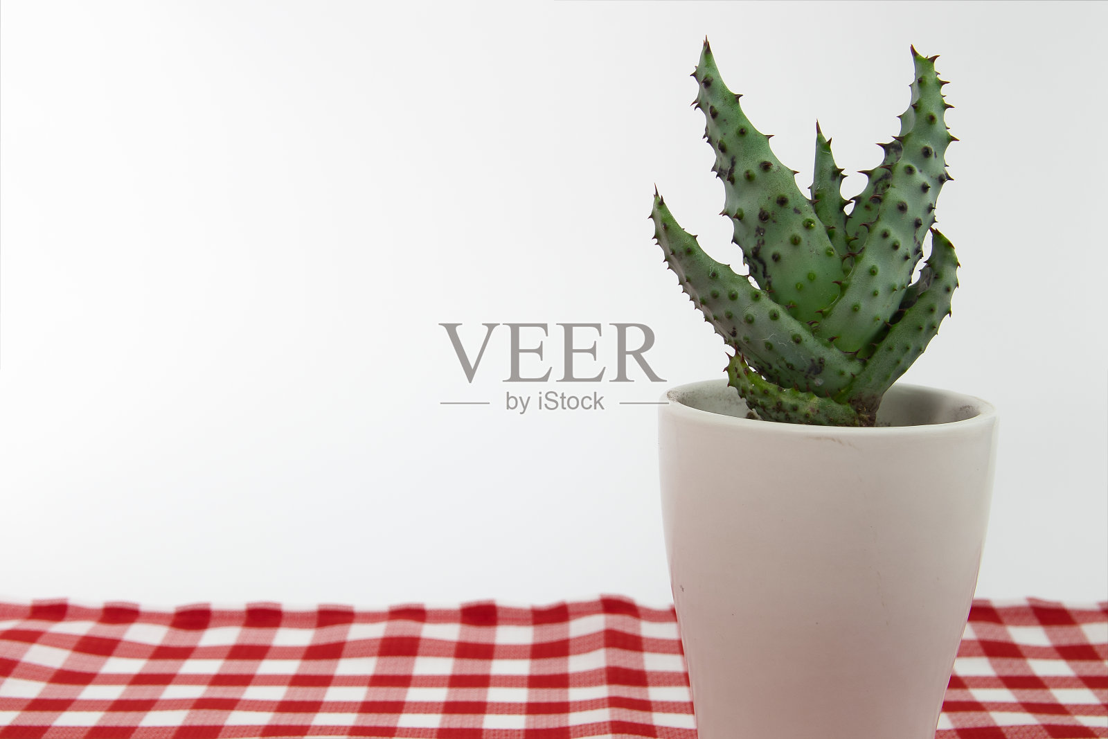 绿色多肉植物，红色方格布上有尖刺照片摄影图片