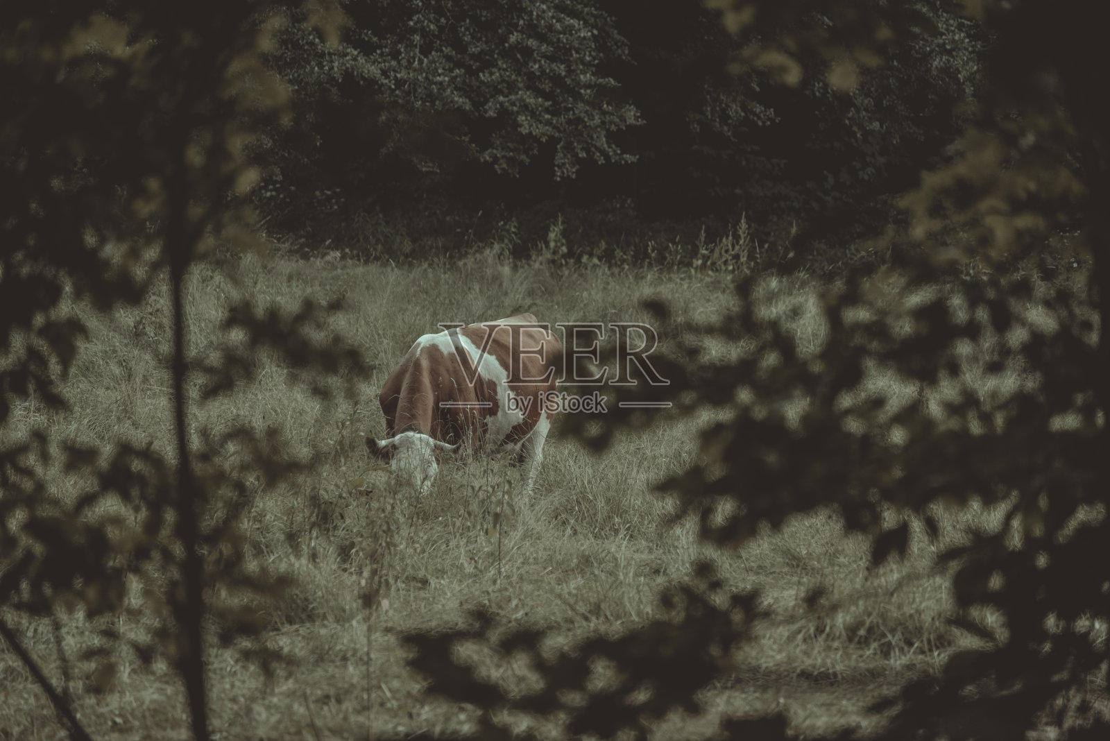 德国美丽的农场照片摄影图片