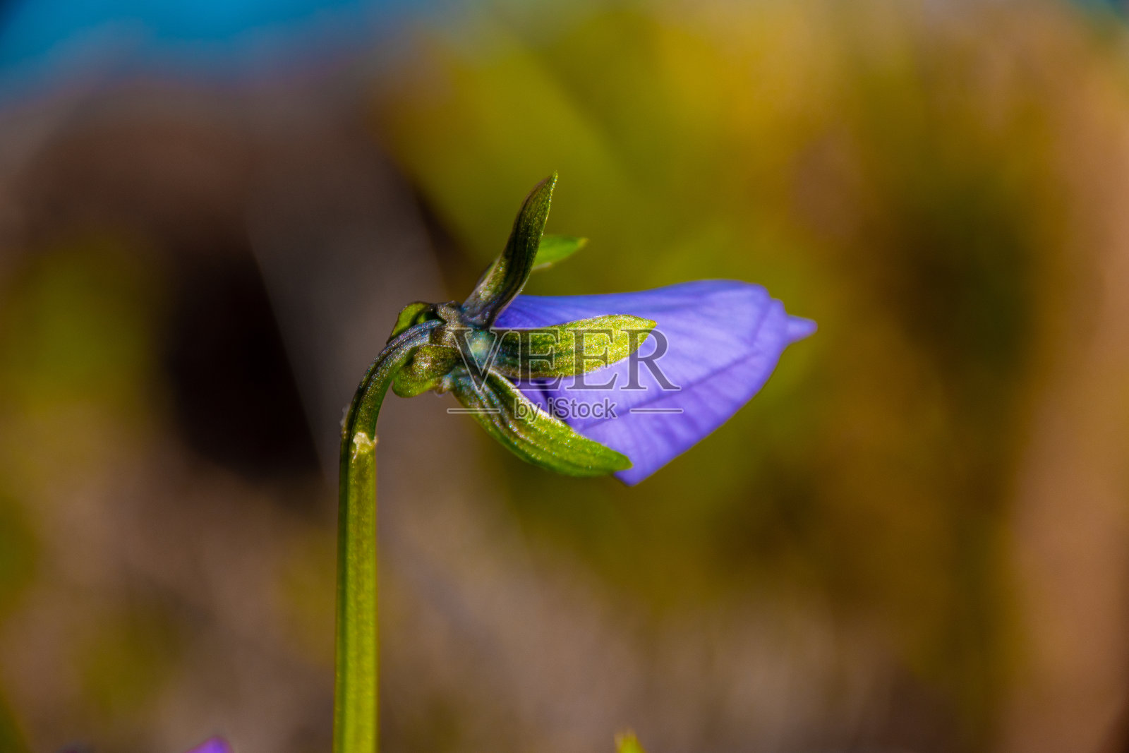 浅焦点拍摄的紫罗兰花在一个模糊的背景照片摄影图片