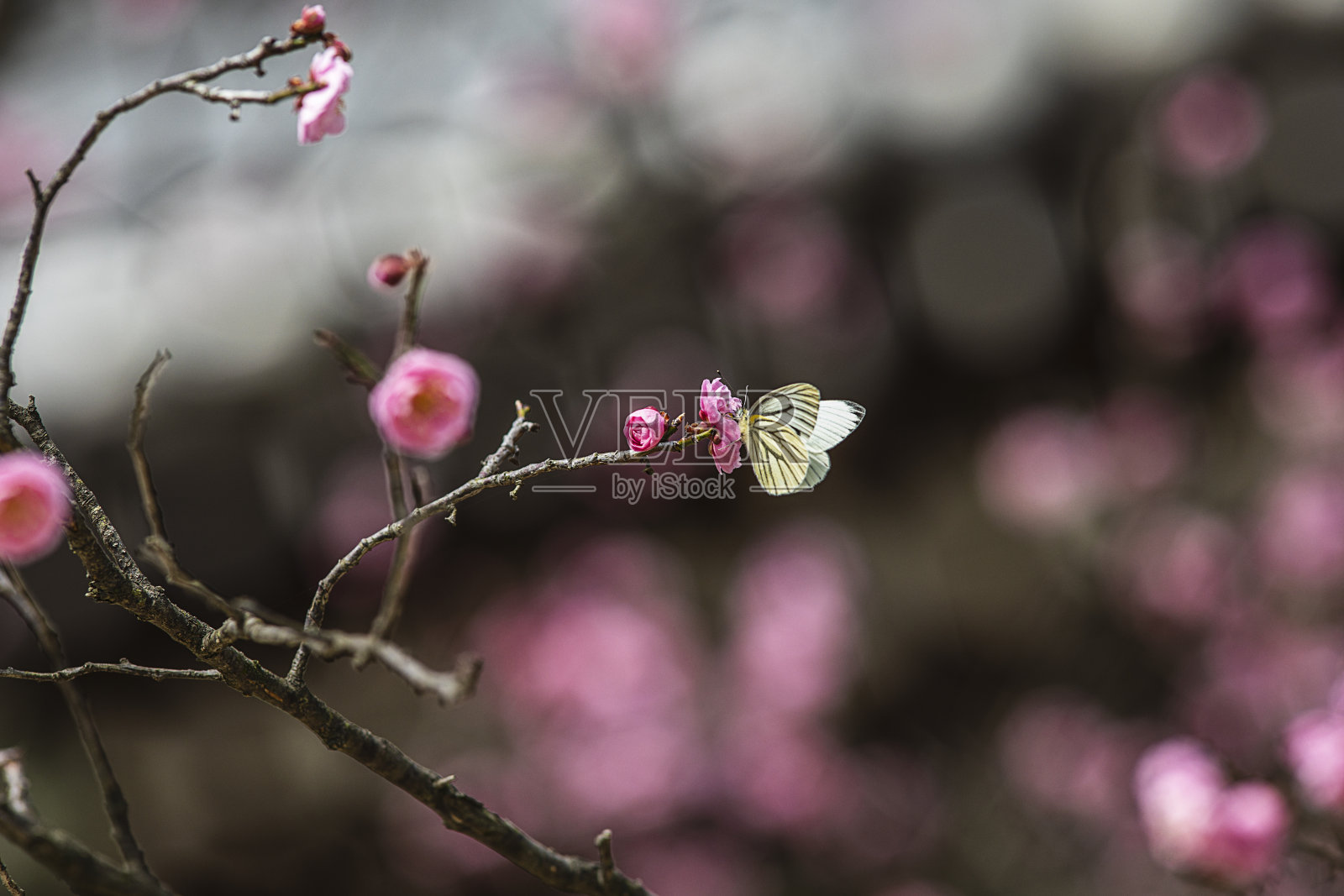 蝴蝶在梅花上的选择性聚焦镜头照片摄影图片