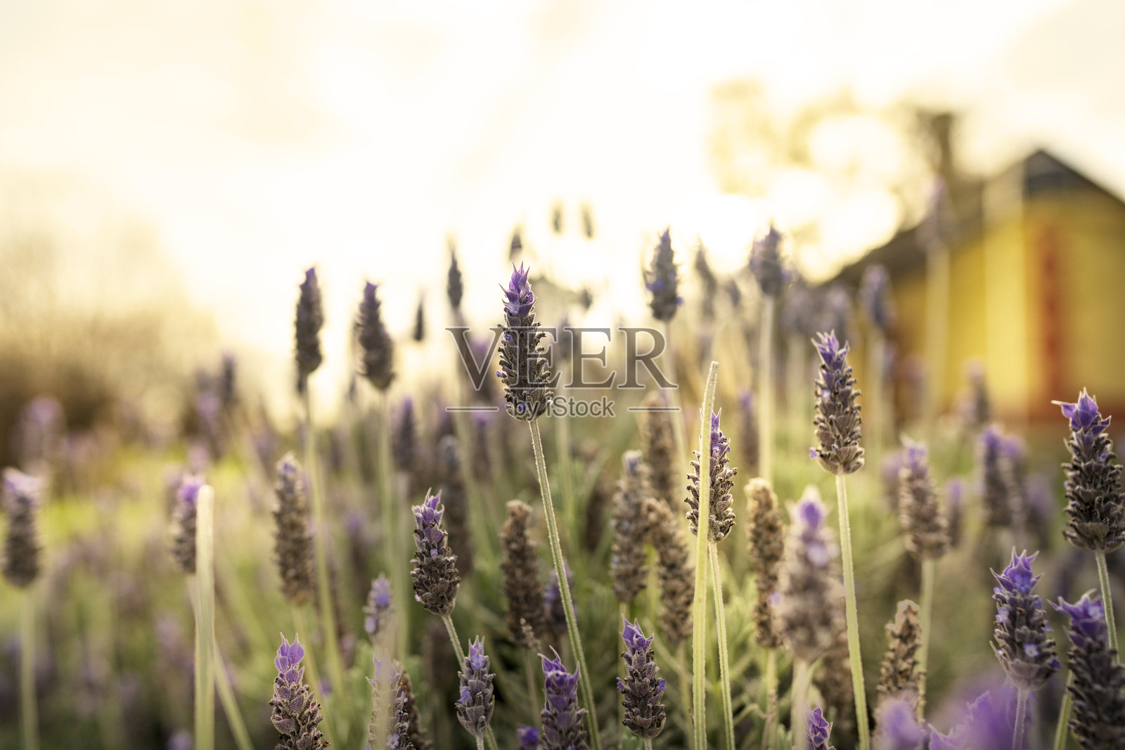 薰衣草照片摄影图片