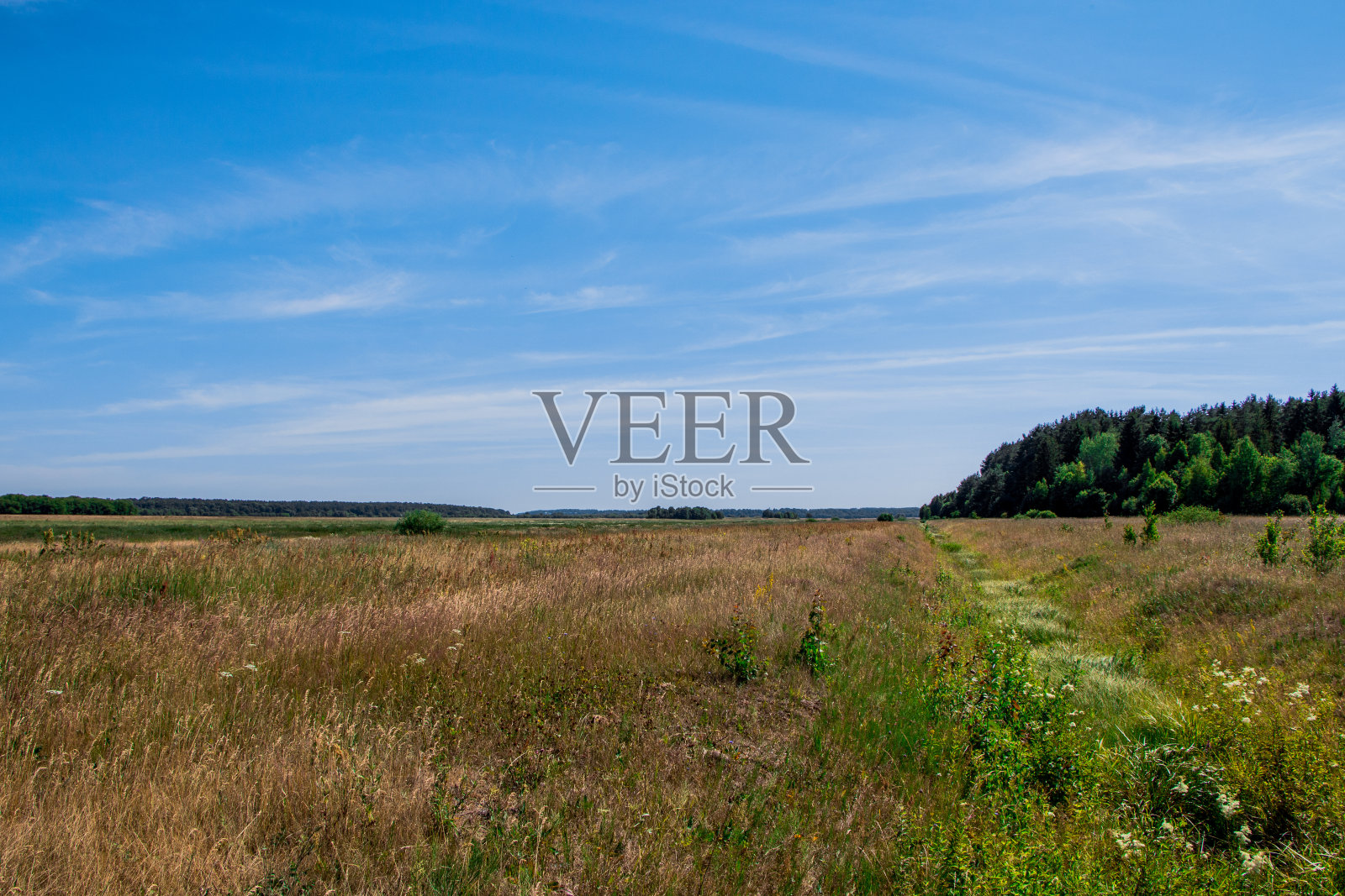 夏日田园风光。田野，森林和蓝天。照片摄影图片