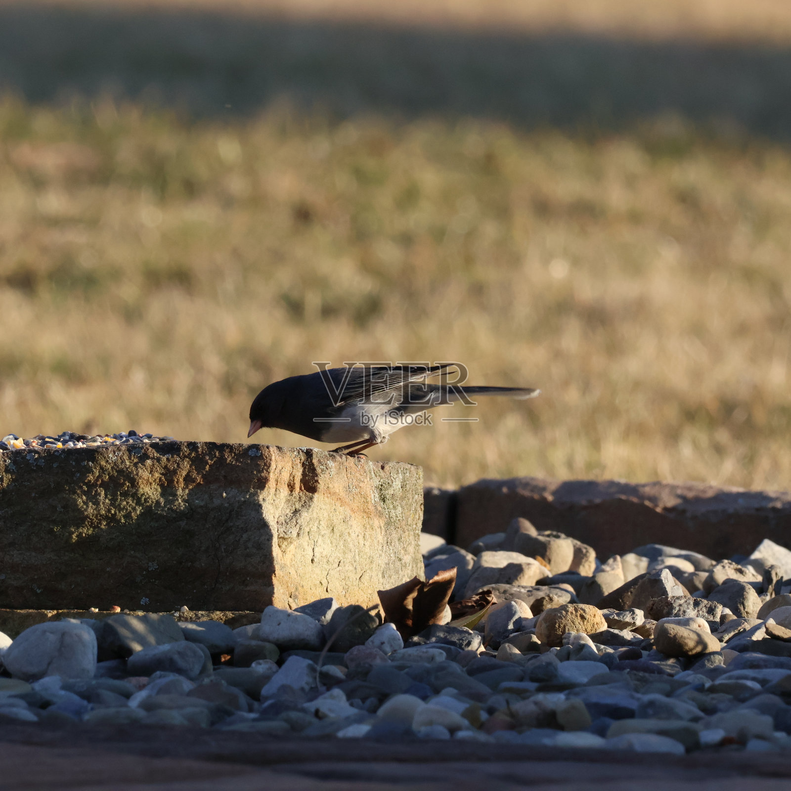 冬天的黑眼睛juncos照片摄影图片
