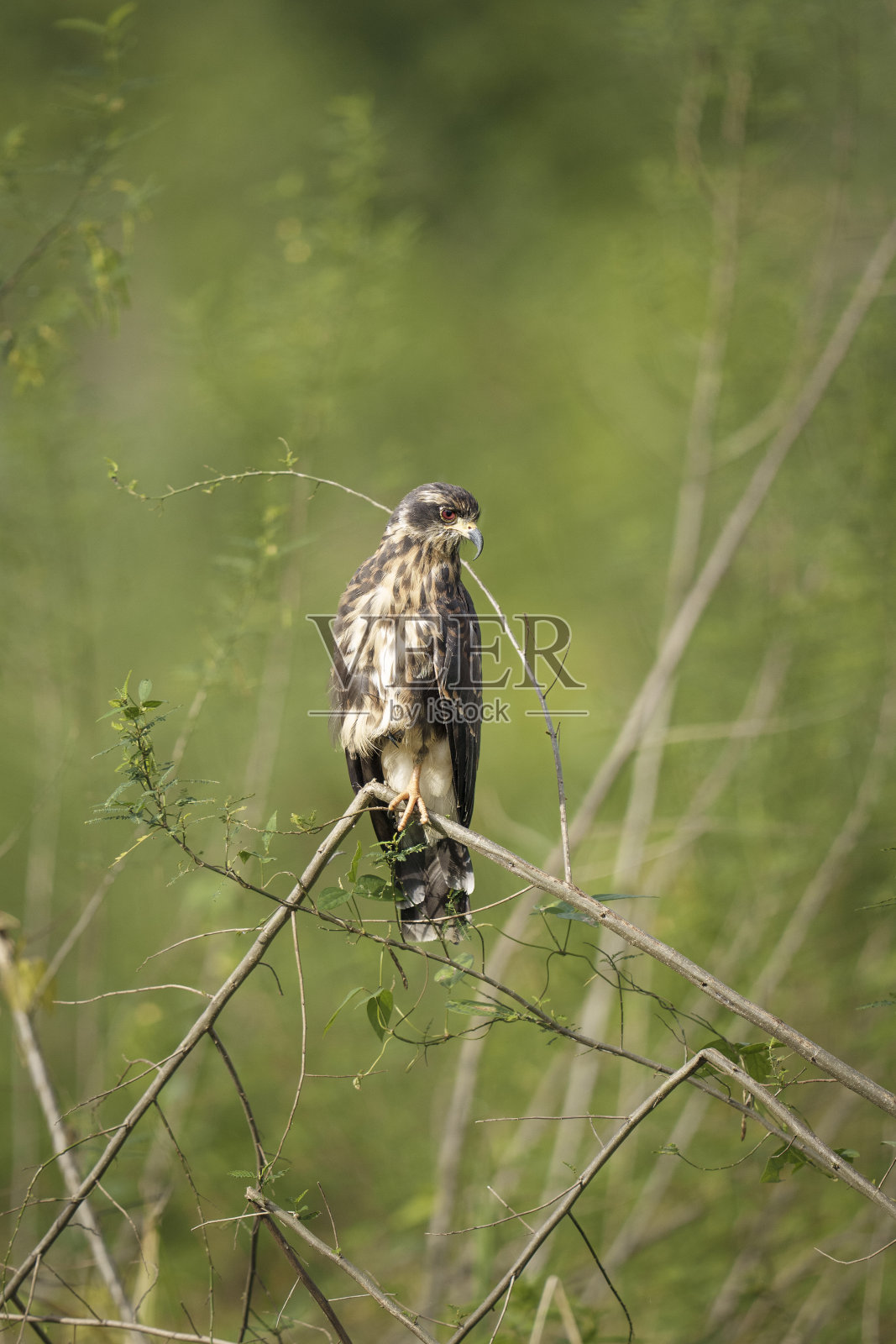 巴拿马的蜗牛风筝照片摄影图片