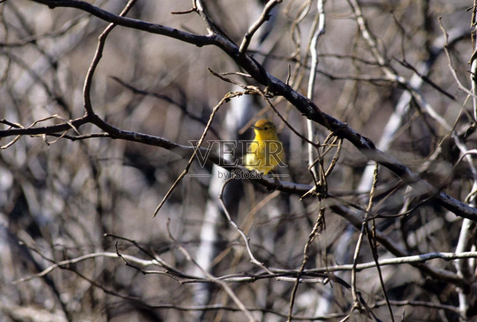 加拉帕戈斯群岛，生物多样性。照片摄影图片