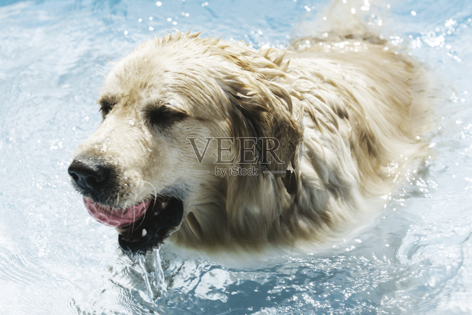 泳池里的狗照片摄影图片