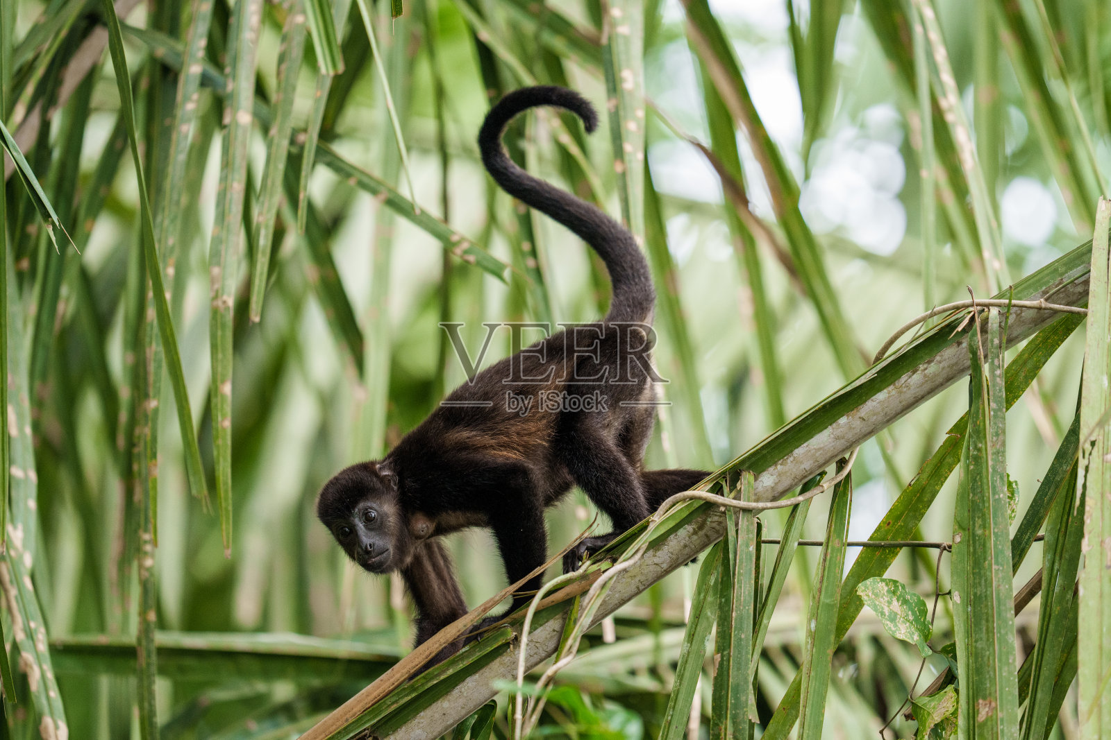 吼猴- 6084照片摄影图片
