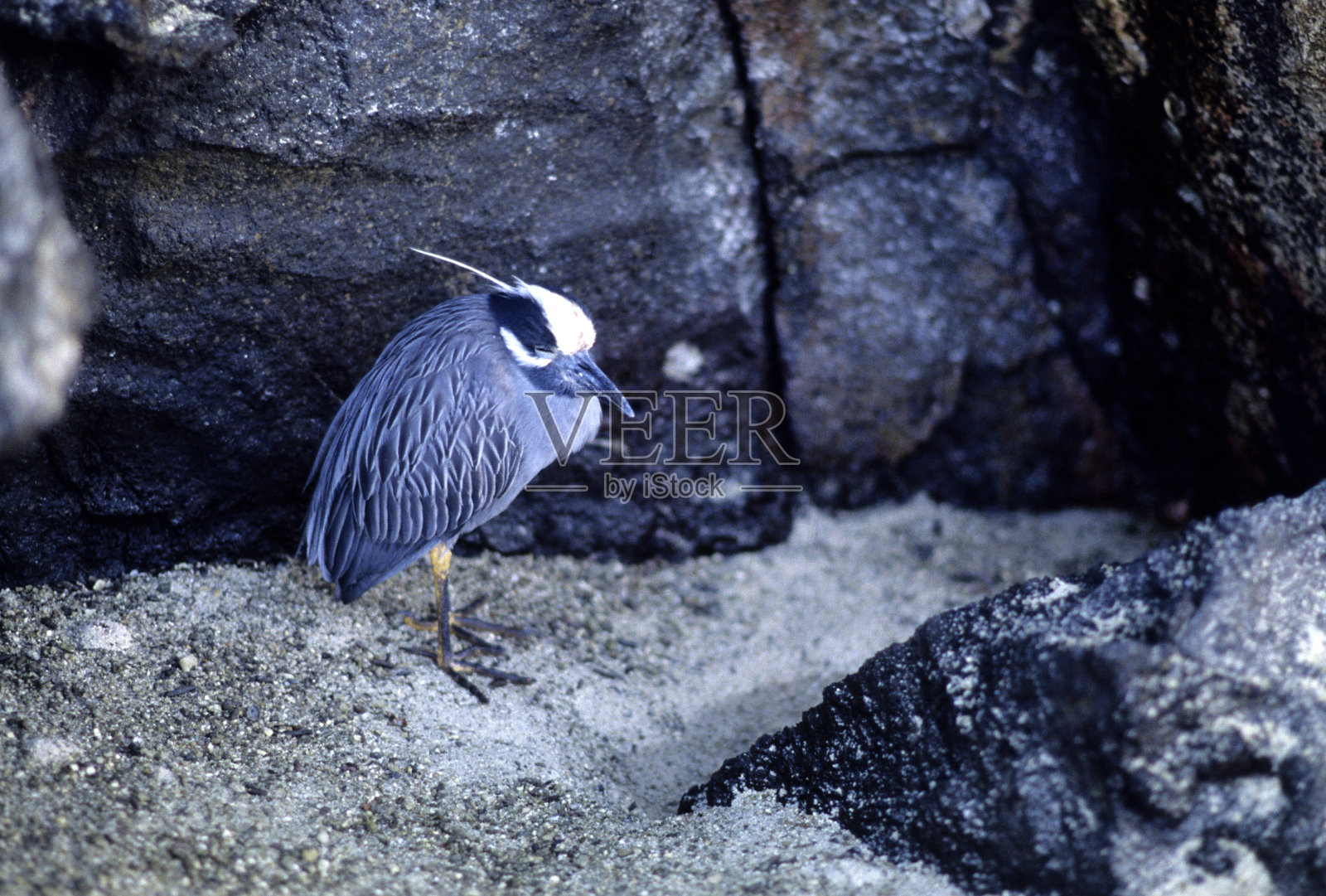 加拉帕戈斯群岛，生物多样性。照片摄影图片
