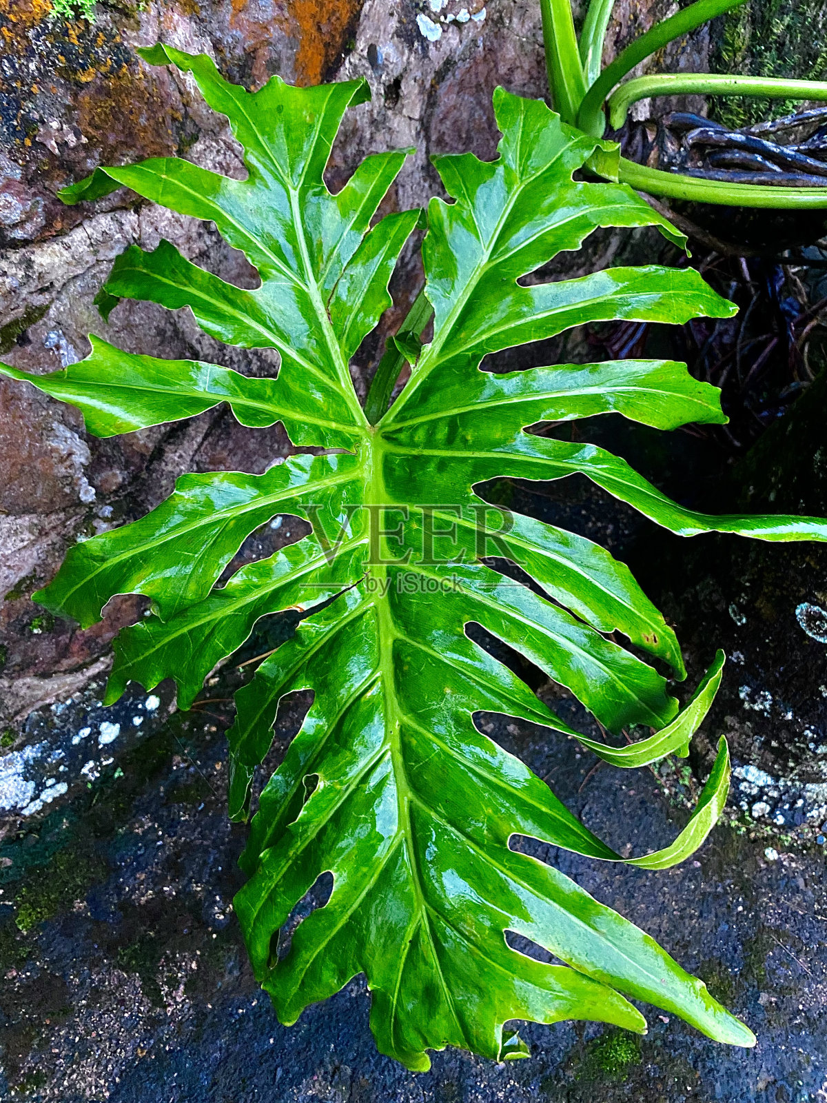 叶照片摄影图片