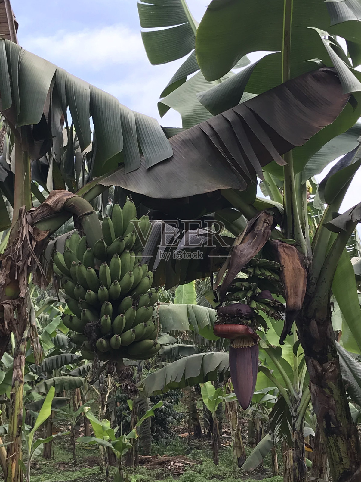 香蕉植物照片摄影图片