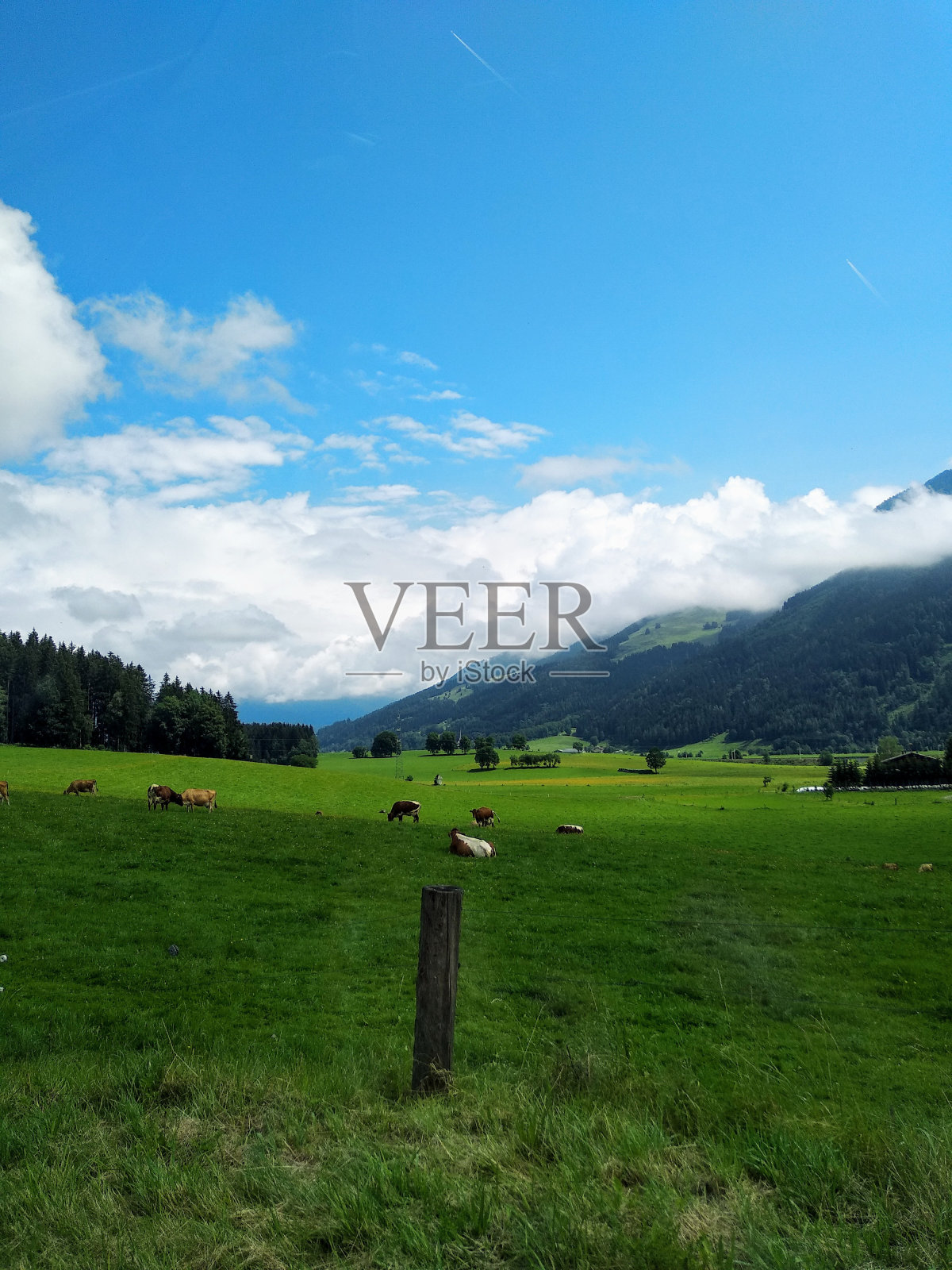 草上的卡特照片摄影图片