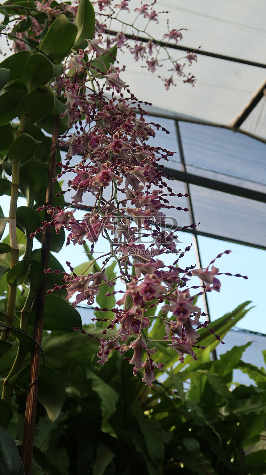 兰花照片摄影图片