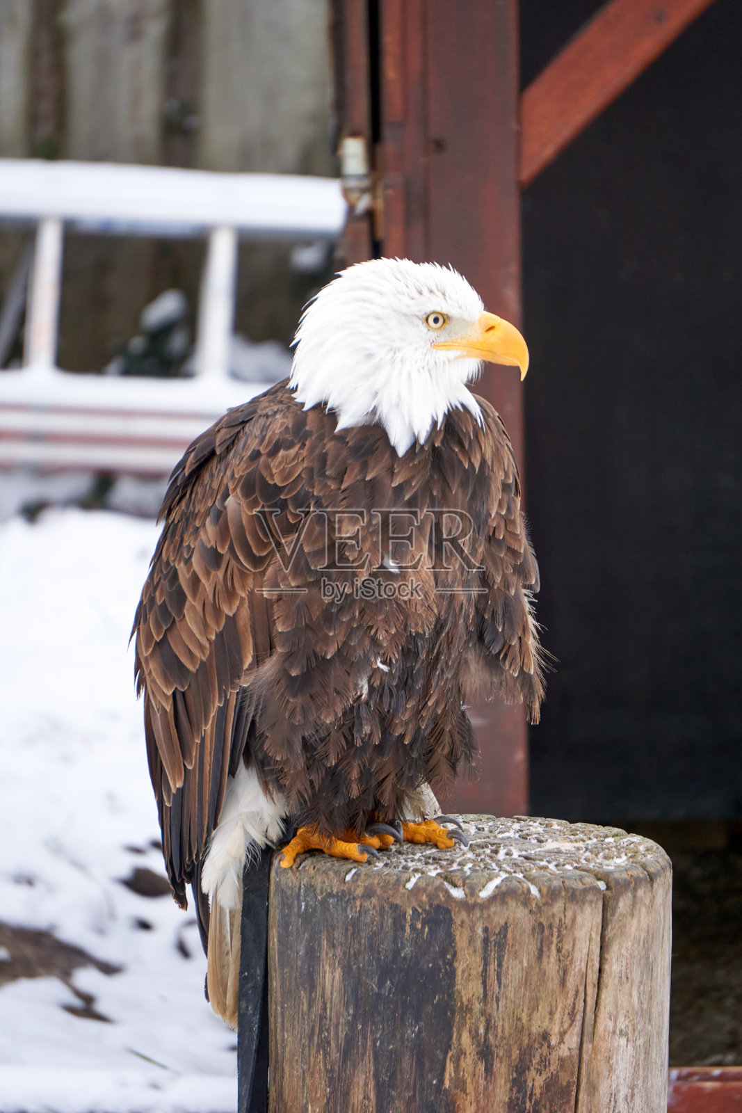 冬天，一只海鹰站在木桩上照片摄影图片