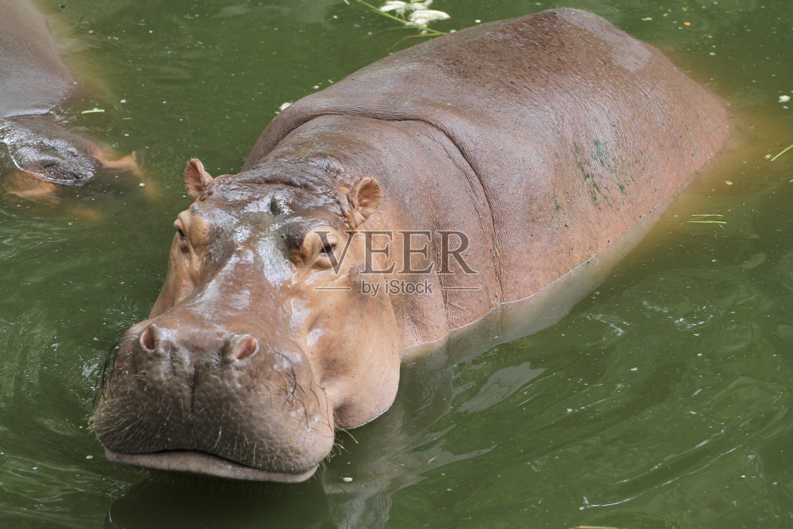 河马在泰国河中微笑照片摄影图片
