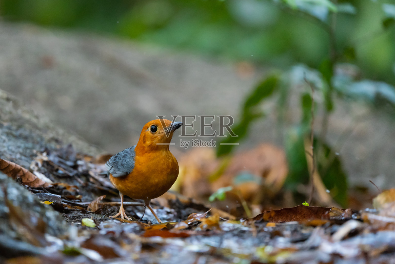 橙头画眉站在雨林里照片摄影图片