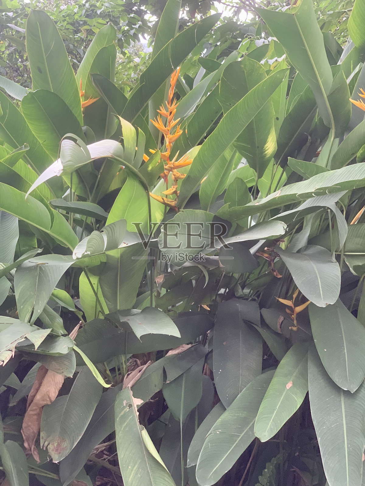 野生天堂鸟植物照片摄影图片