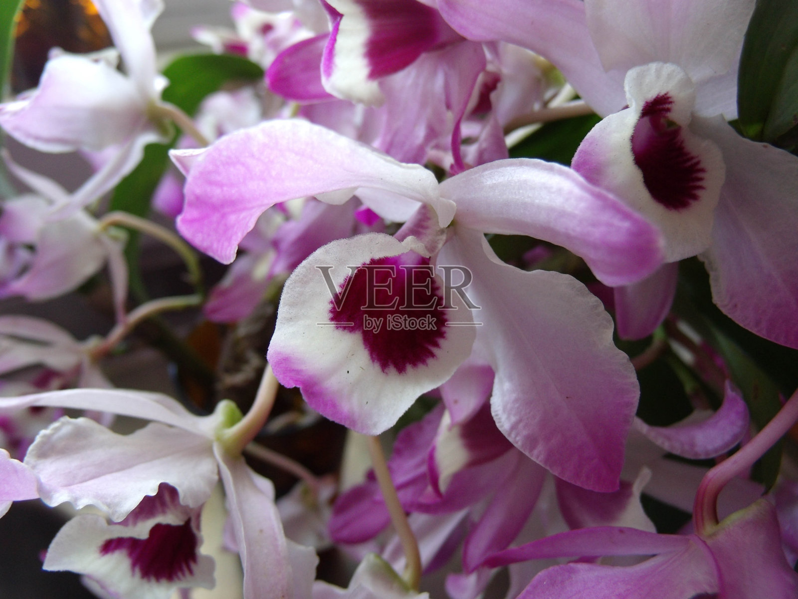 花园里的兰花照片摄影图片