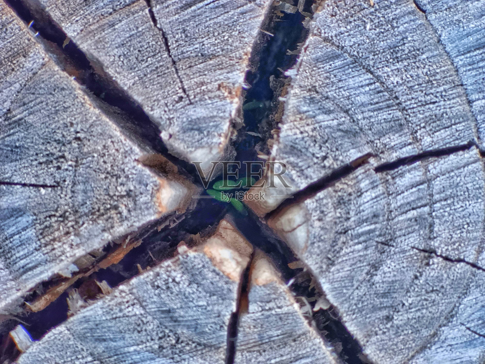 近距离干燥的木片，抽象纹理的树干切割裂木。照片摄影图片