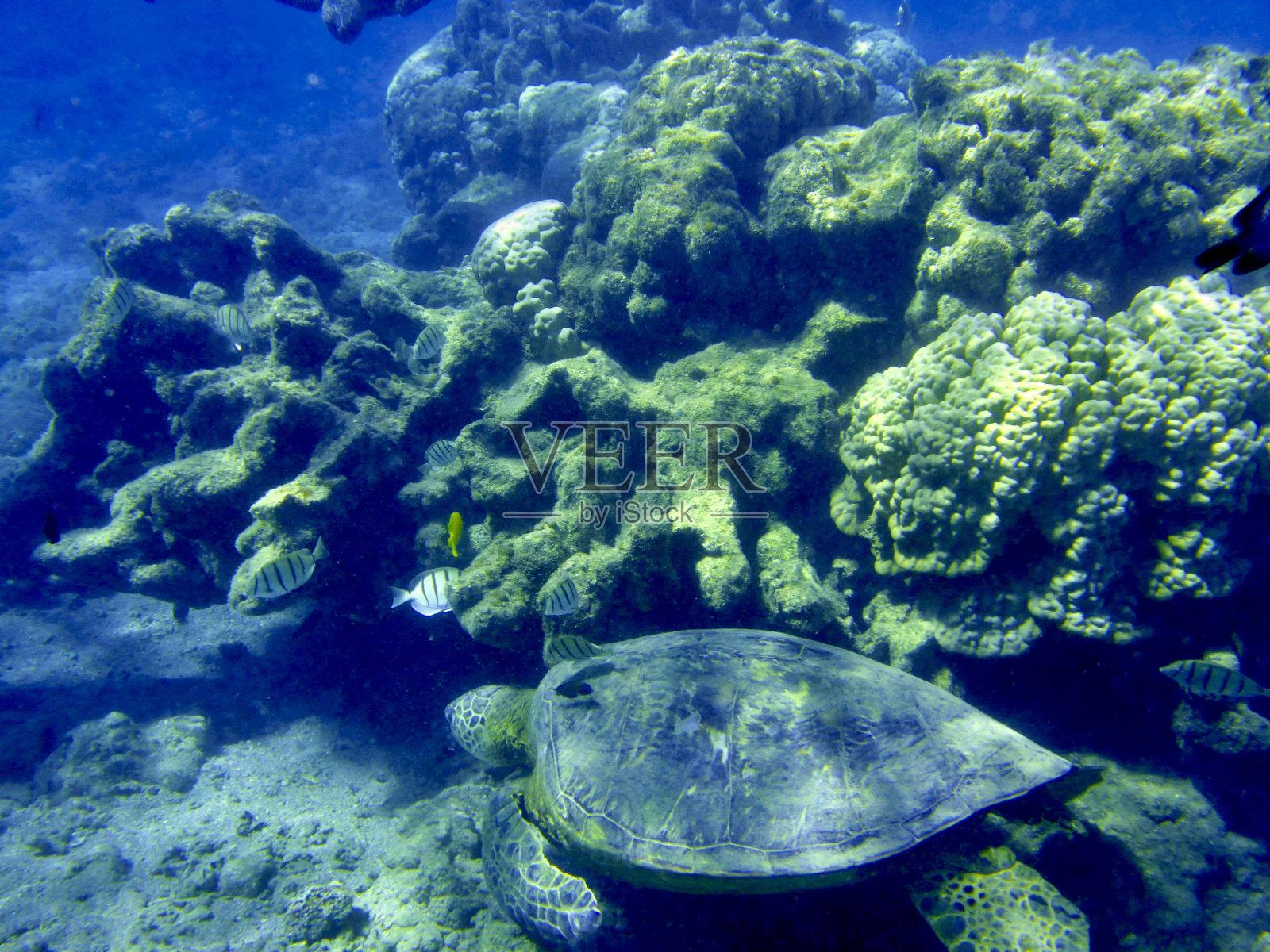 海龟和鱼在珊瑚周围照片摄影图片