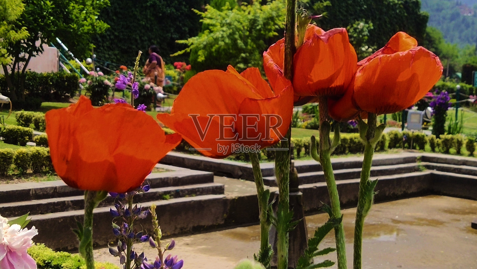 花园之花照片摄影图片