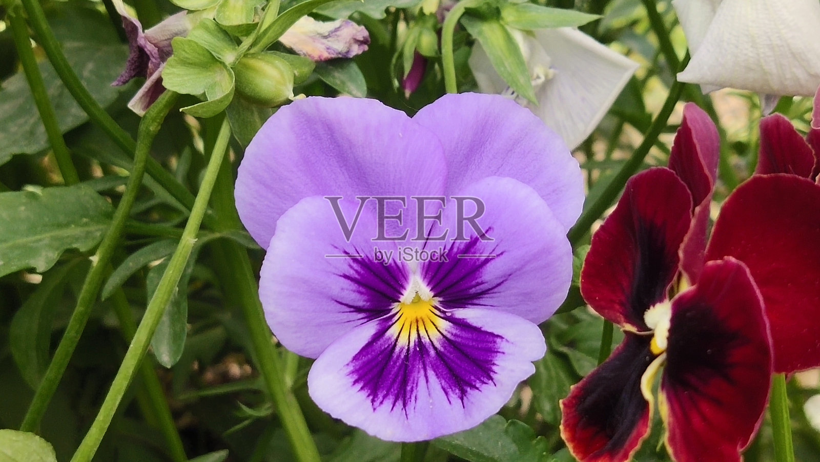 紫色的花照片摄影图片