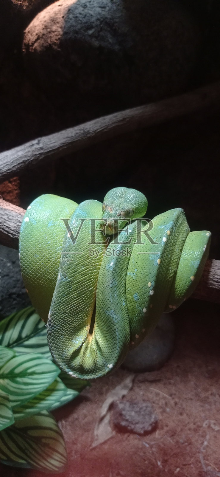 青蛇照片摄影图片