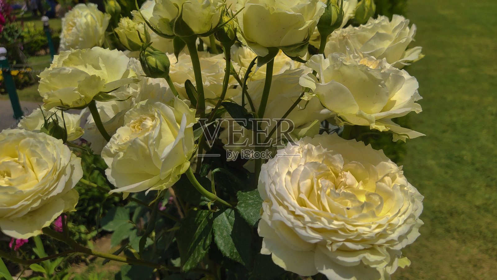 白玫瑰照片摄影图片