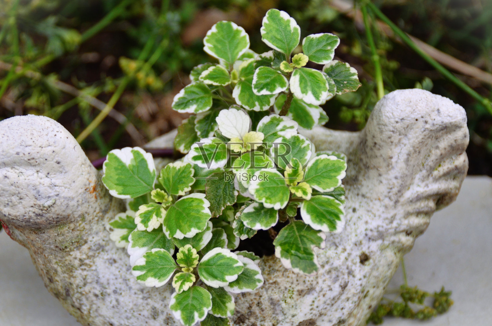 在水泥花瓶里，是美轮美索的叶子照片摄影图片