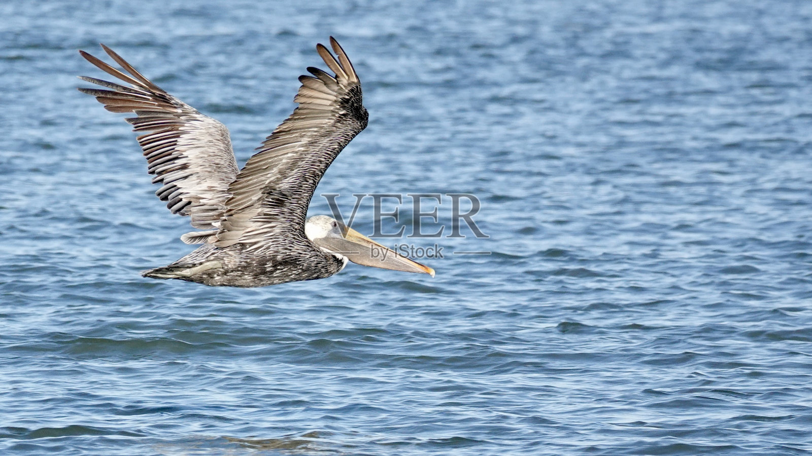 海上飞行中的褐鹈鹕照片摄影图片