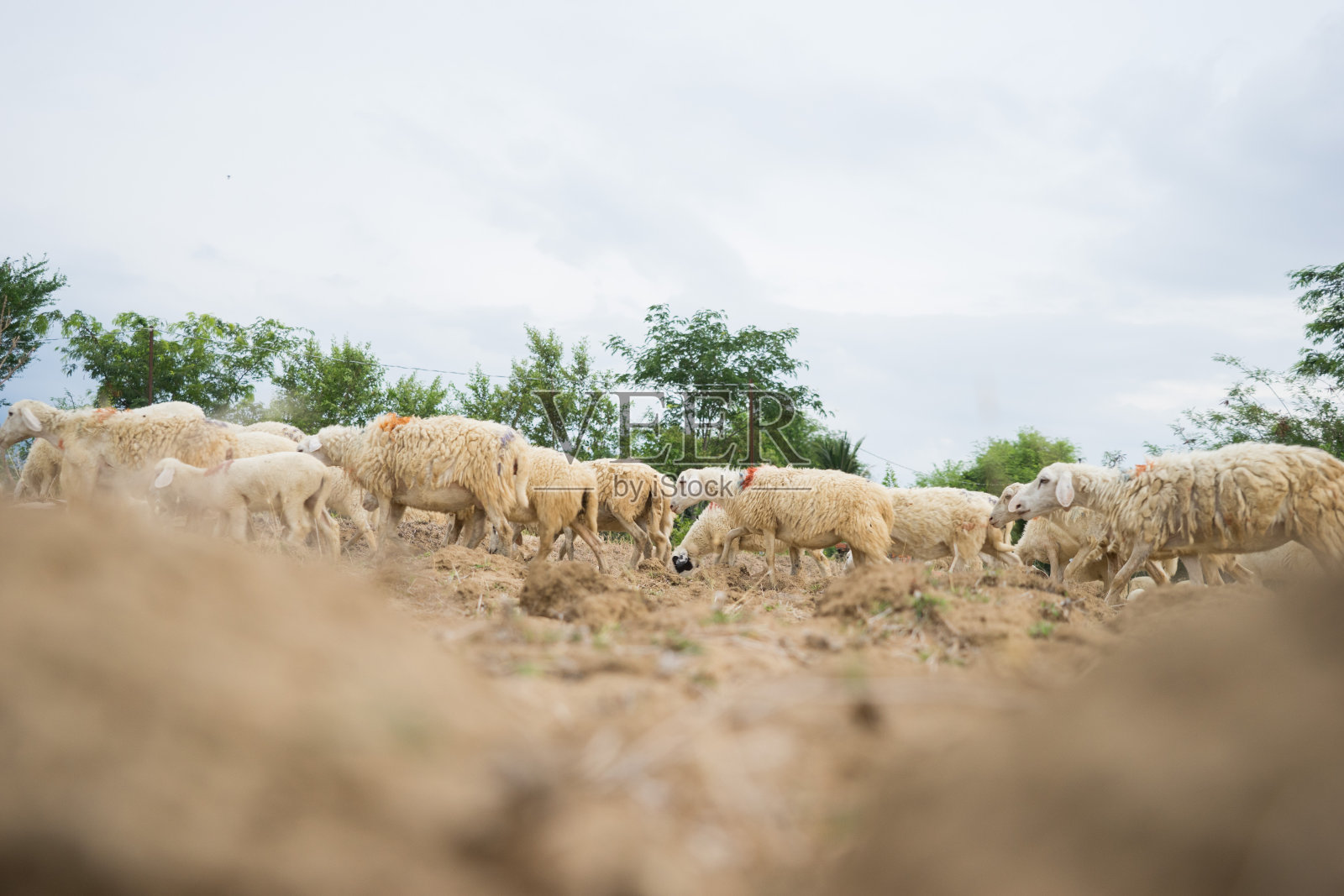 越南潘让的一群羊。照片摄影图片